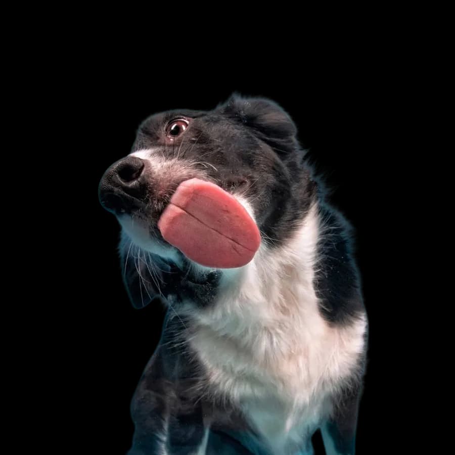 Perro feliz recibiendo cuidado veterinario a través de Feeling